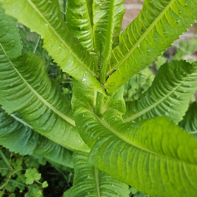Photo of the plant species Common Teasel by @ZestyLukiwan10 named Tupot amaroot on Greg, the plant care app
