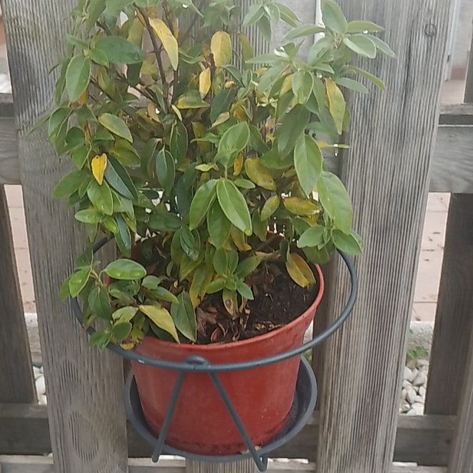 Photo of the plant species Chestnut Sage by @joanxin named Doja Cat on Greg, the plant care app