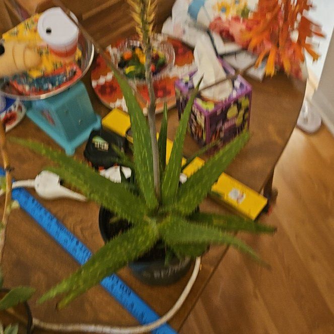 Photo of the plant species Aloe 'Rooikappie' by @KeyPeanut55 named Figyonce on Greg, the plant care app