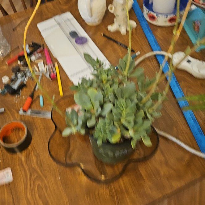 Photo of the plant species Rock Purslane Calandrinia spectabilis by @KeyPeanut55 named Athena on Greg, the plant care app