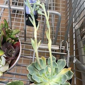 Photo of the plant species Succlent by @StableDodder97 named Fernie Mac on Greg, the plant care app