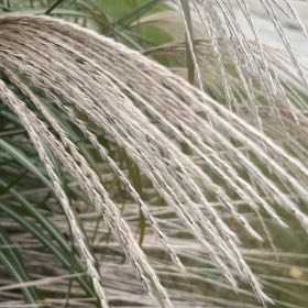 Photo of the plant species Maiden Grass by @StarElkweed81 named Leaf Erickson on Greg, the plant care app