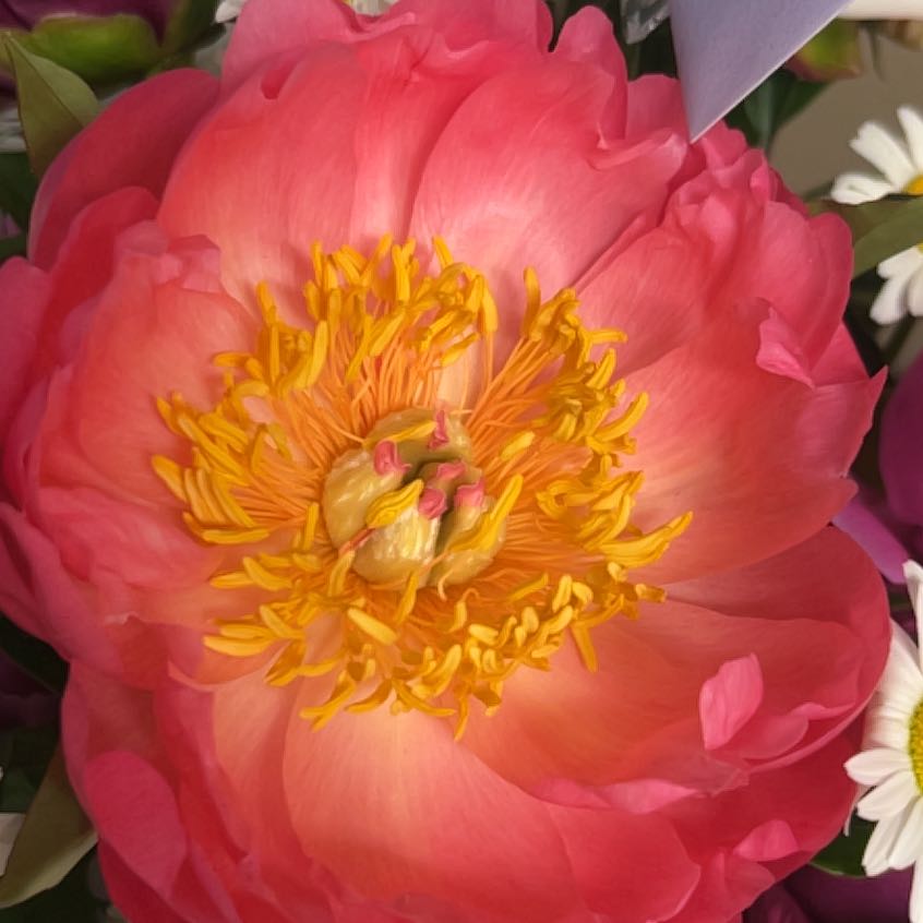 Photo of the plant species Common Peony by @StarElkweed81 named Xena on Greg, the plant care app