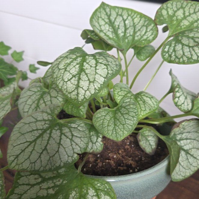 Photo of the plant species Jack of Diamonds Heartleaf Brunnera by @TopGreenice7 named Elle on Greg, the plant care app