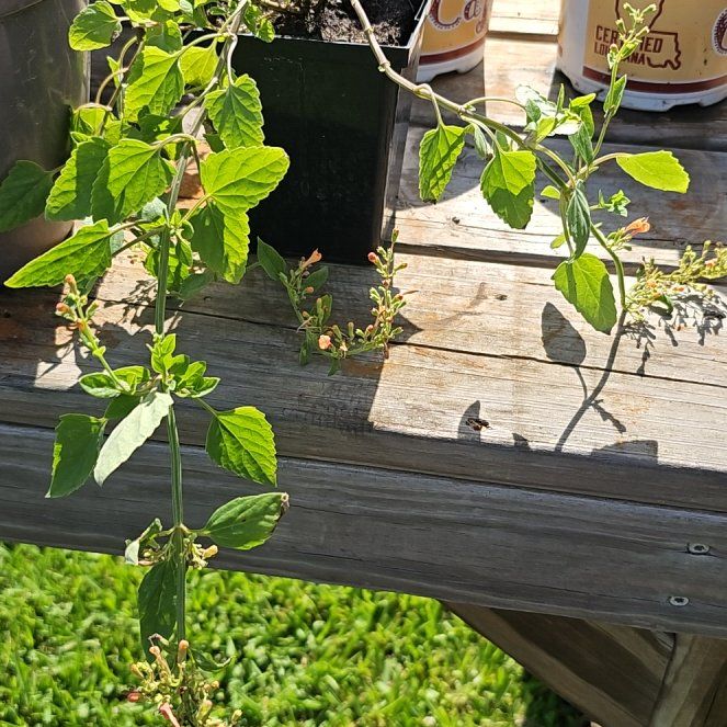 Photo of the plant species Kudos Red Agastache by @LuminousCoojong named Augustus on Greg, the plant care app