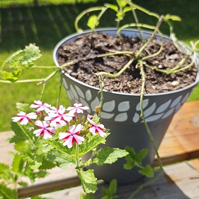 Photo of the plant species Lanai® Candy Cane Verbena by @LuminousCoojong named Candy on Greg, the plant care app