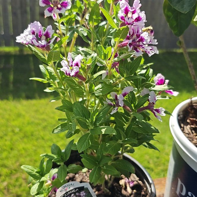Photo of the plant species Cuphea by @LuminousCoojong named Cupid on Greg, the plant care app