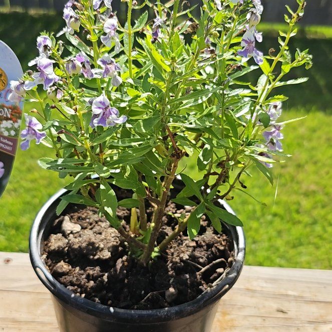 Photo of the plant species Summer Snapdragon by @LuminousCoojong named Orlando Bloom on Greg, the plant care app