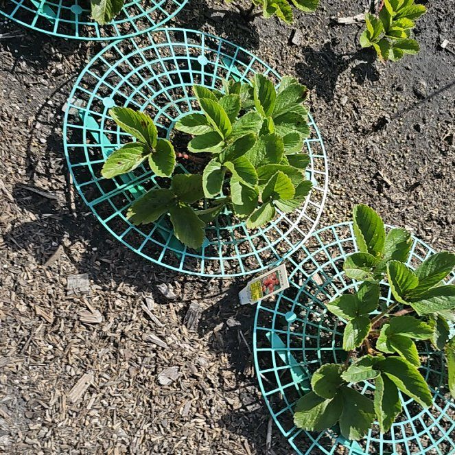 Photo of the plant species Honeoye Strawberry by @LuminousCoojong named Honeoye on Greg, the plant care app
