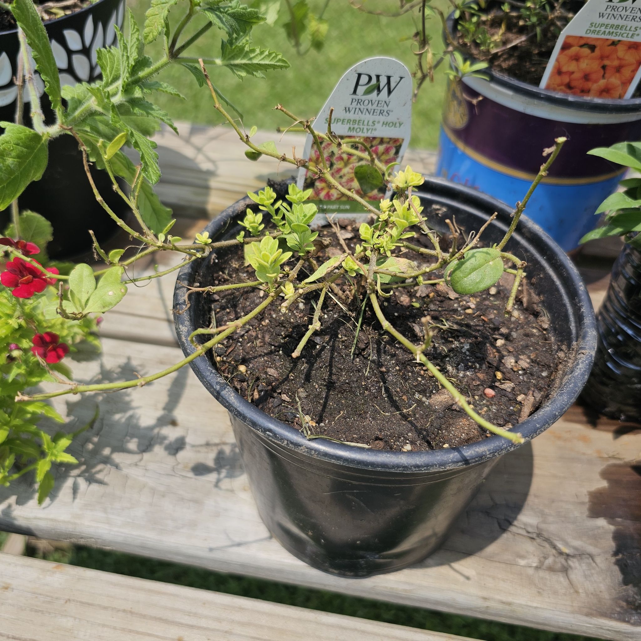 Photo of the plant species Calibrachoa 'Superbells Holy Moly!' by @LuminousCoojong named Holy Moly on Greg, the plant care app