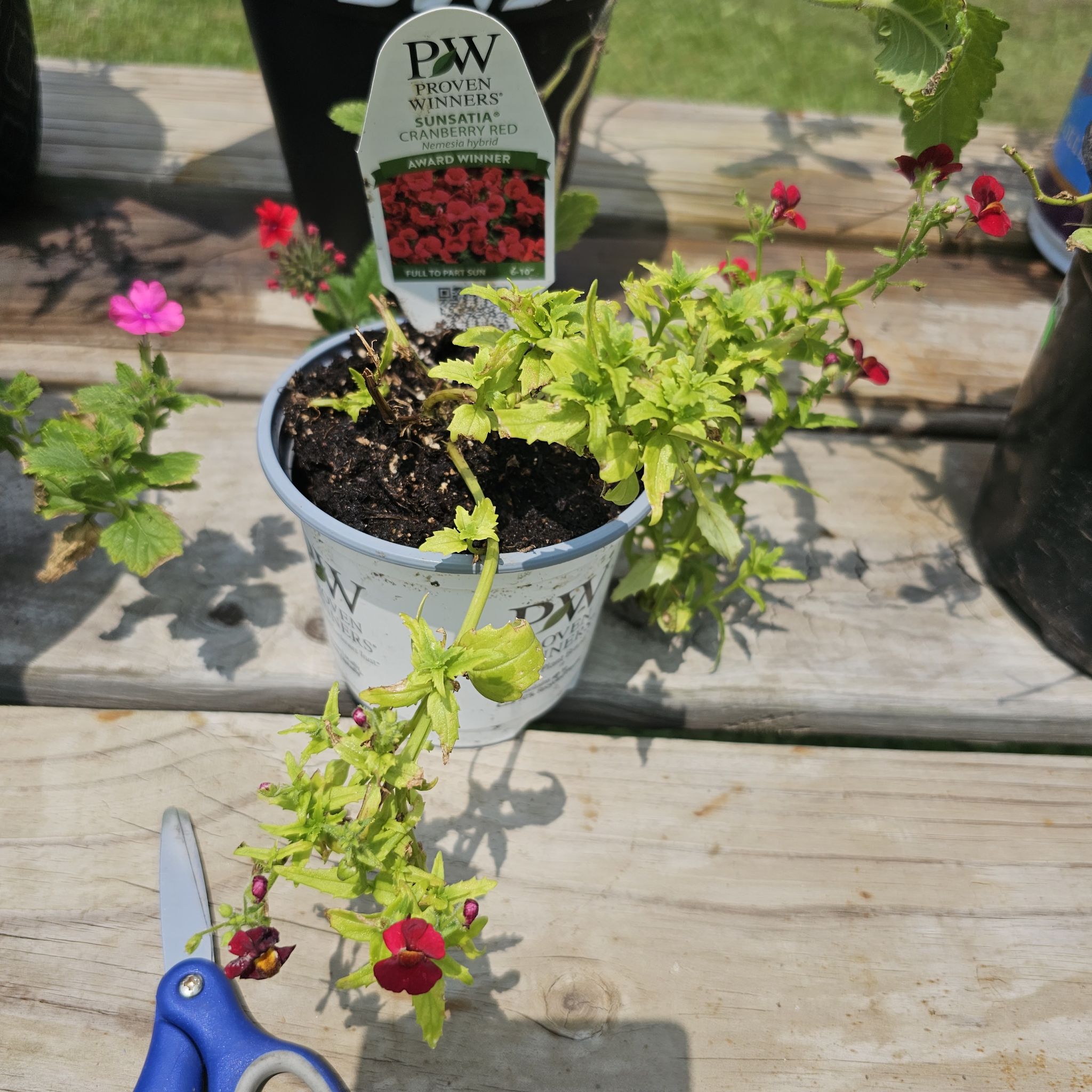Photo of the plant species Nemesia 'Sunsatia Cranberry Red' by @LuminousCoojong named Reese on Greg, the plant care app