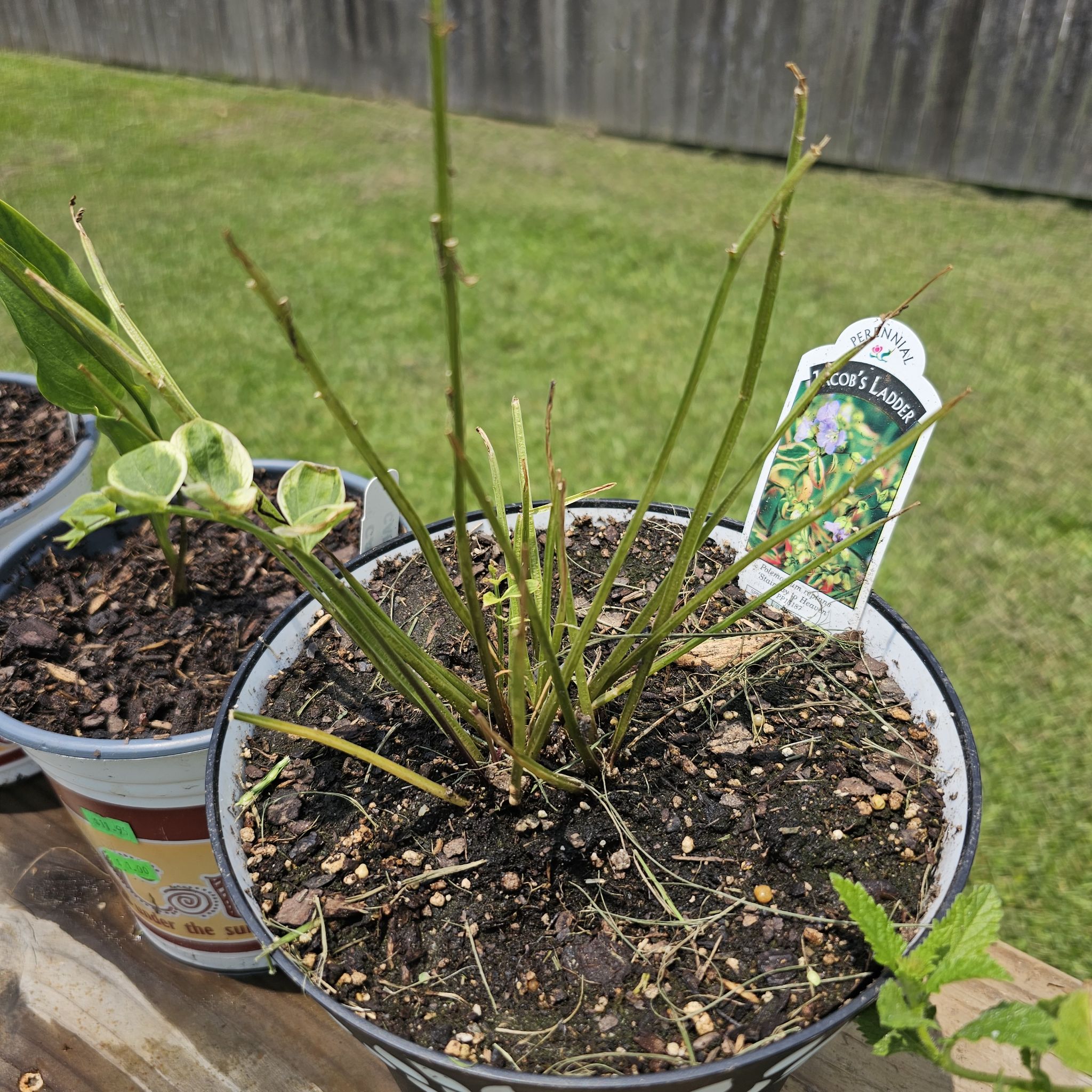 Photo of the plant species Spreading Jacob's Ladder by @LuminousCoojong named Jacob on Greg, the plant care app
