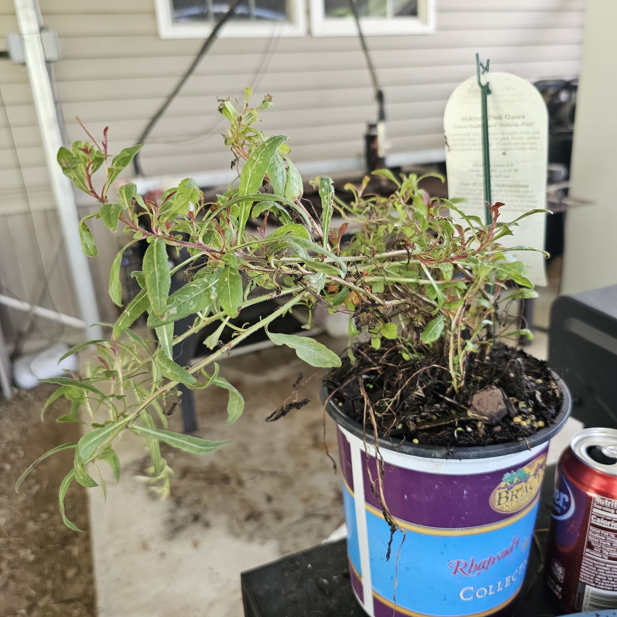 Photo of the plant species Siskiyou Pink Gaura by @LuminousCoojong named Dolores on Greg, the plant care app