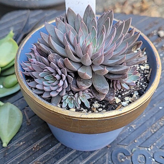 Photo of the plant species San Francisco River Leatherpetal by @Serenade named Frannie on Greg, the plant care app