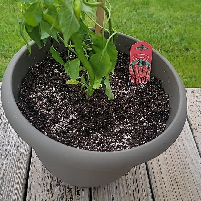 Photo of the plant species Cayenne Long Slim Pepper by @PrizePalmier56 named Achilles on Greg, the plant care app
