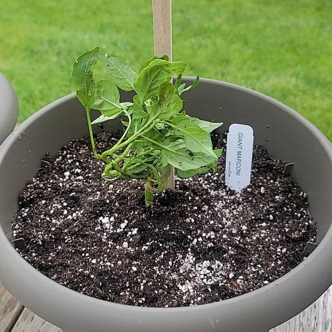 Photo of the plant species Giant Marconi Pepper by @PrizePalmier56 named Winston on Greg, the plant care app