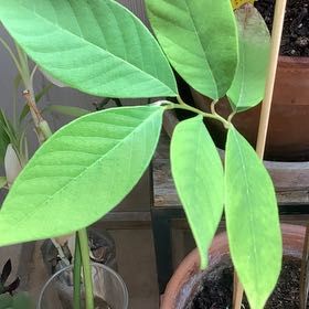 Photo of the plant species Atis by @GroovyRossavens named McKinley on Greg, the plant care app