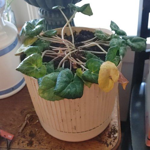 Photo of the plant species Cyclamens by @TopdrawerPuka9 named Eva on Greg, the plant care app