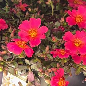 Photo of the plant species Portulaca oleracea 'Mega Pazzaz Dark Pink' by @GoldenCooperi31 named Wall-E on Greg, the plant care app