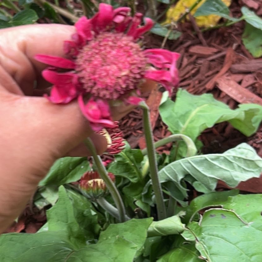 Photo of the plant species Torch Ginger by @PrincessComet70 named Harmony on Greg, the plant care app