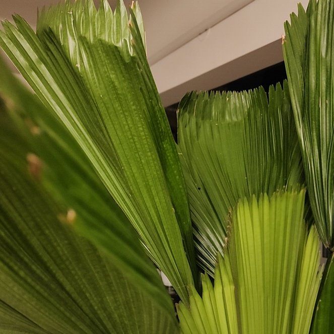 Photo of the plant species Ruffled Fan Palm by @DandyDaisy34 named Jaya on Greg, the plant care app