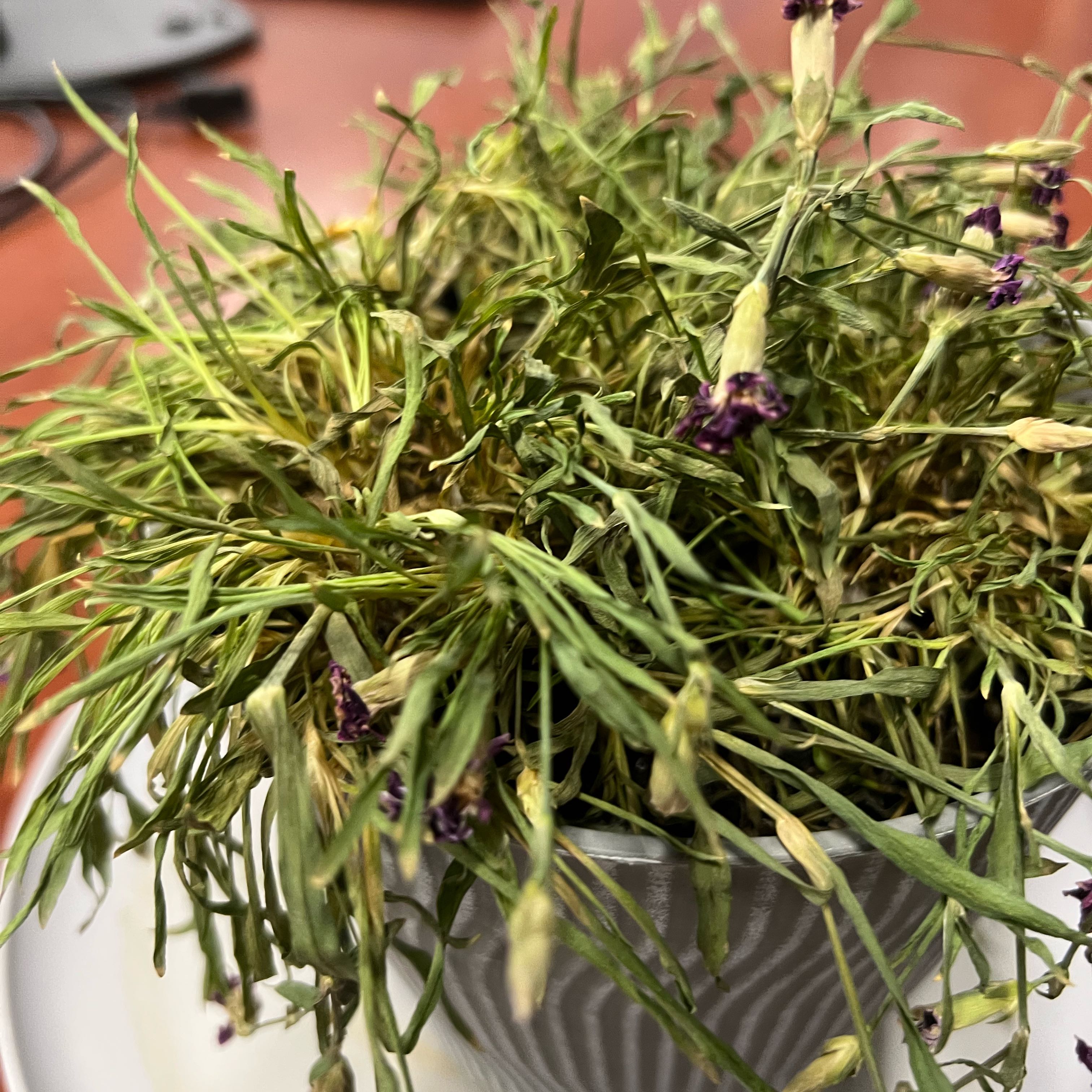 Photo of the plant species Dianthus 'Pink Kisses' by @LightMoonwort11 named Wall-E on Greg, the plant care app