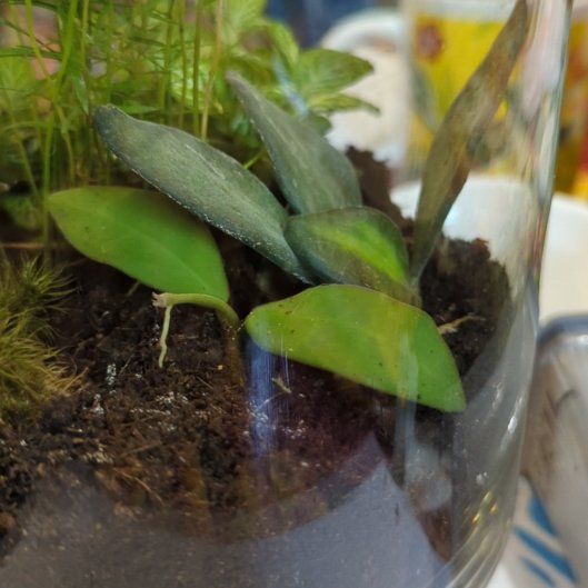 Photo of the plant species Anubias Barteri by @MotherParsley76 named Duke on Greg, the plant care app