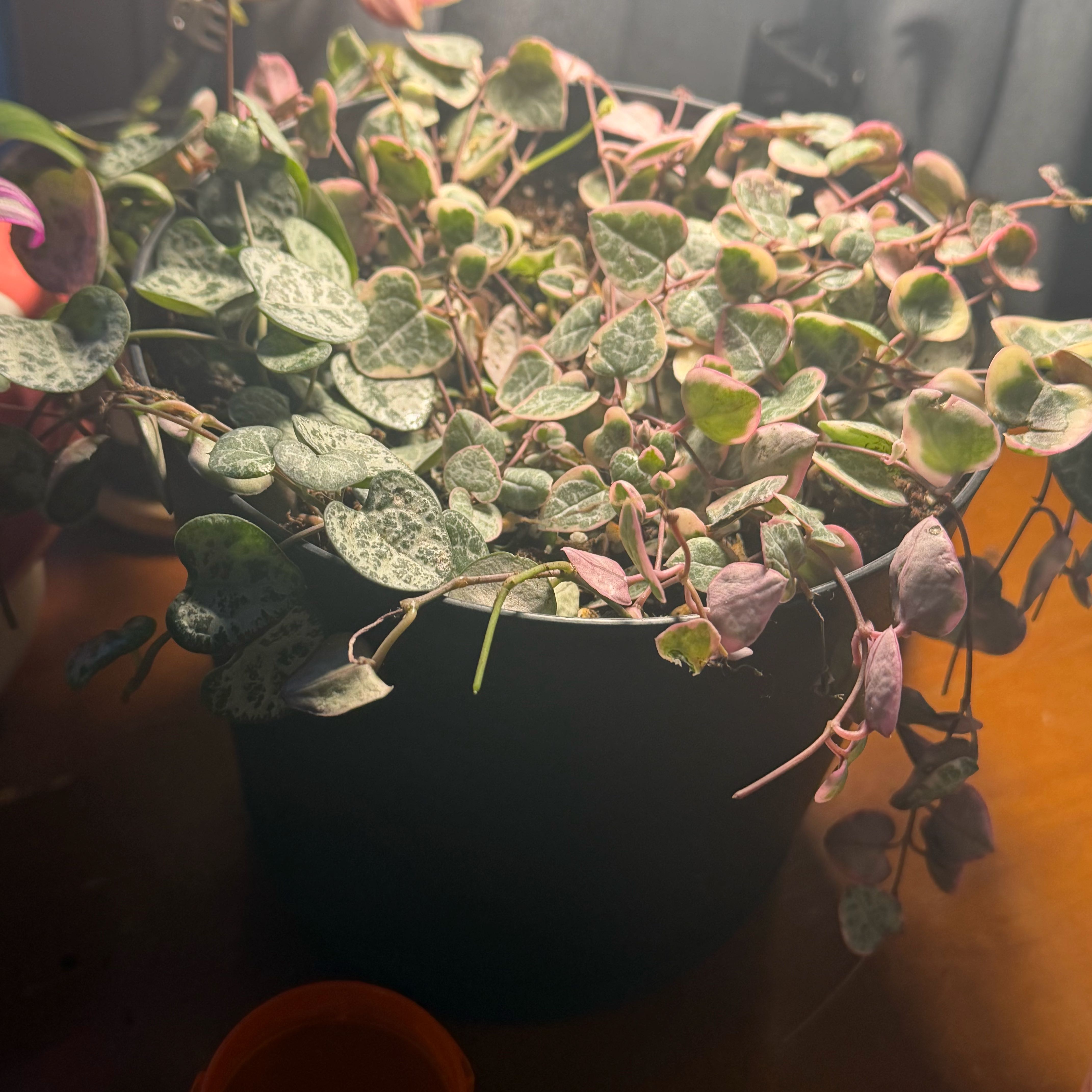 Photo of the plant species variegated string of hearts by @VocalMostii97 named Messi on Greg, the plant care app