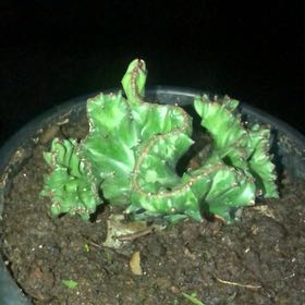 Photo of the plant species Euphorbia cristata by @ellagomes02 named Aramis on Greg, the plant care app