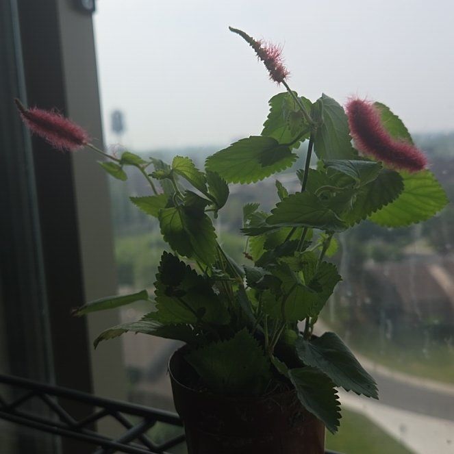 Photo of the plant species Firetails Chenille by @FullSwordbean4 named Azula on Greg, the plant care app