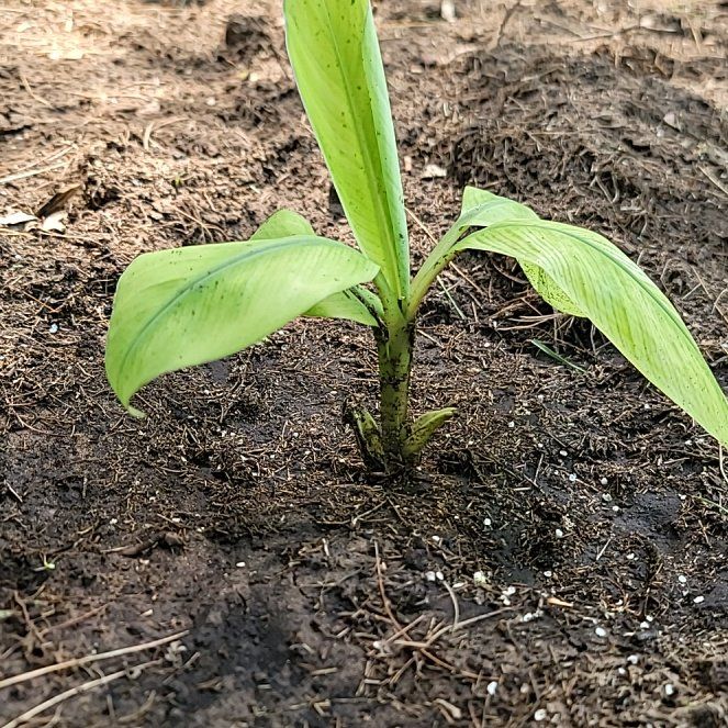 Photo of the plant species Banana Tree by @GodlyCorncob28 named da Vinci on Greg, the plant care app