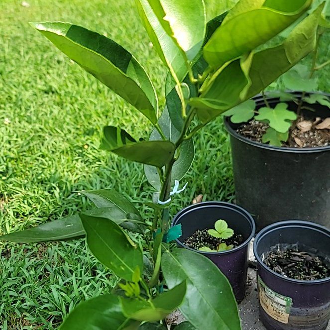 Photo of the plant species Blood Orange by @GodlyCorncob28 named Kylie on Greg, the plant care app