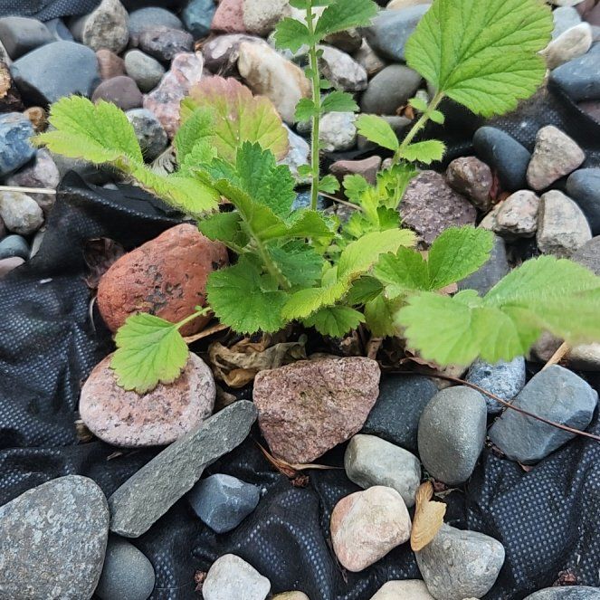 Photo of the plant species Double Bloody Mary Avens by @BuoyantTutsan21 named Willow on Greg, the plant care app