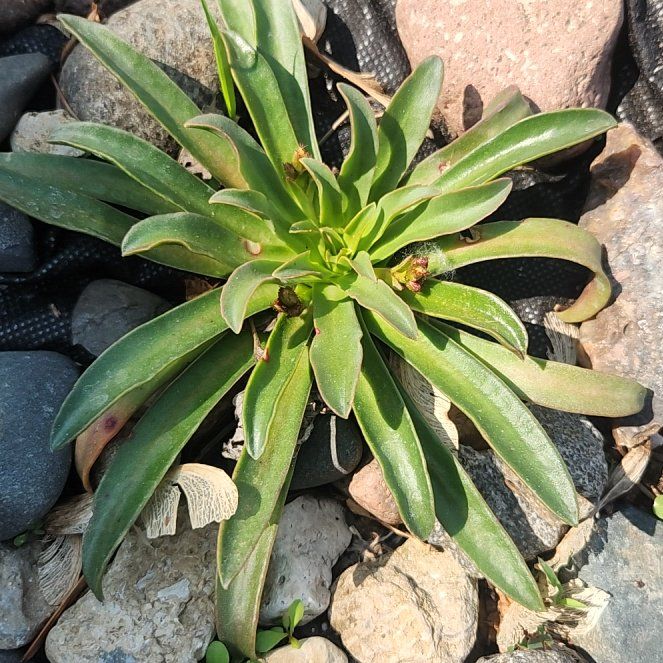 Photo of the plant species Lewisia 'Little Plum' by @BuoyantTutsan21 named Huckleberry Fern on Greg, the plant care app
