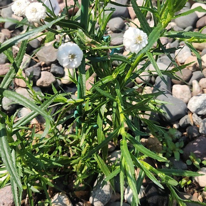 Photo of the plant species Yarrow 'Peter Cottontail' by @BuoyantTutsan21 named Emerson on Greg, the plant care app