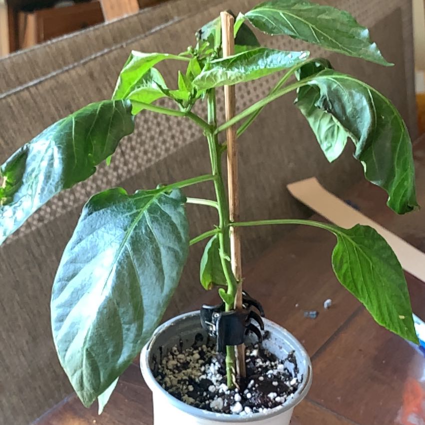 Photo of the plant species Giant Marconi Pepper by @FoxyMira86 named Mark on Greg, the plant care app