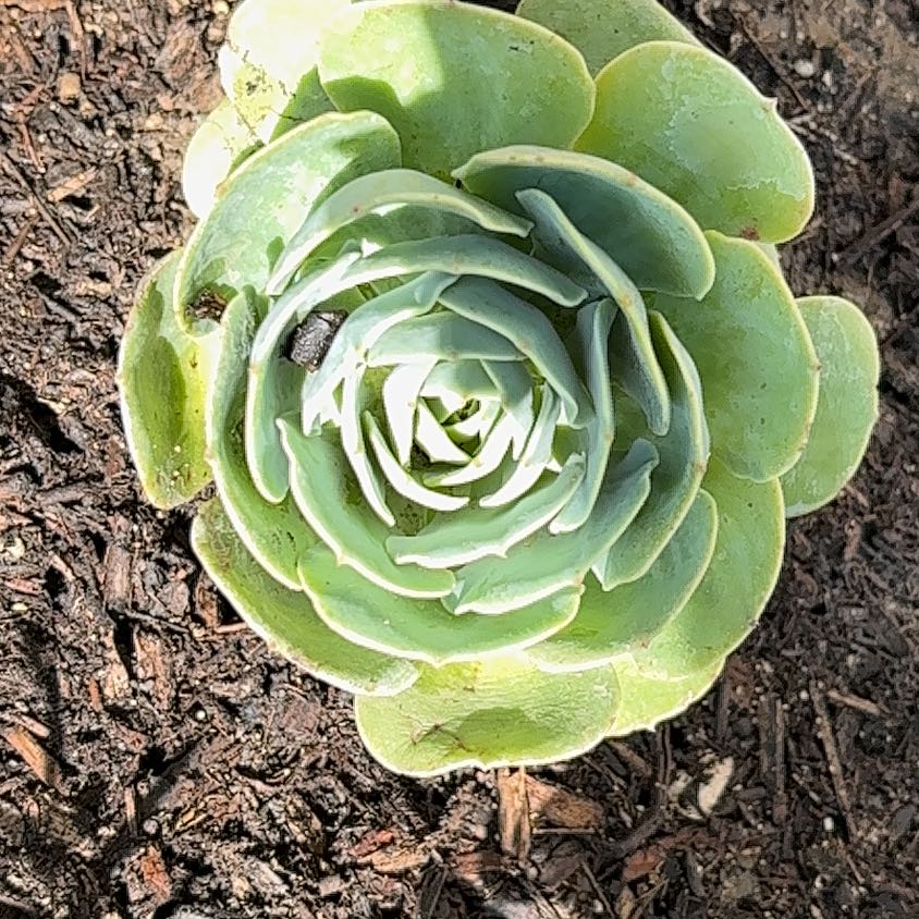 Photo of the plant species Green Duncecap by @ClubbyPuriri16 named Tree Diddy on Greg, the plant care app