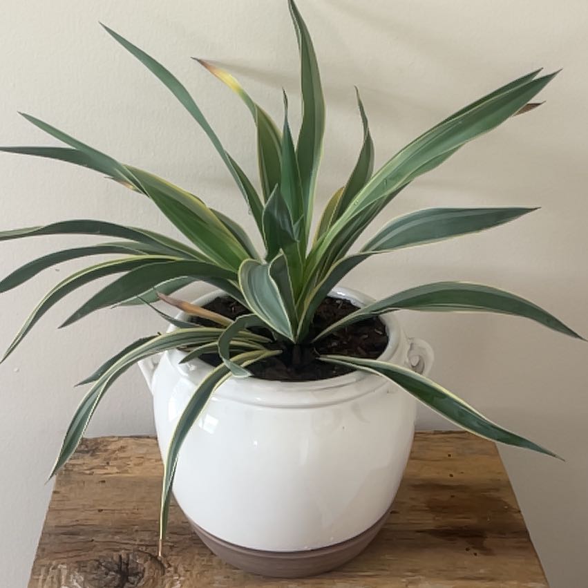 Photo of the plant species Variegated Mound Lily by @CivicLichen42 named Clooney on Greg, the plant care app