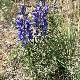 Photo of the plant species Wild Perennial Lupine by @StarGray57 named Surya on Greg, the plant care app