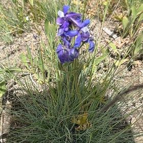 Photo of the plant species Flathead Larkspur by @StarGray57 named Xena on Greg, the plant care app