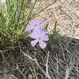 Photo of the plant species Spreading Phlox by @StarGray57 named Baesil on Greg, the plant care app