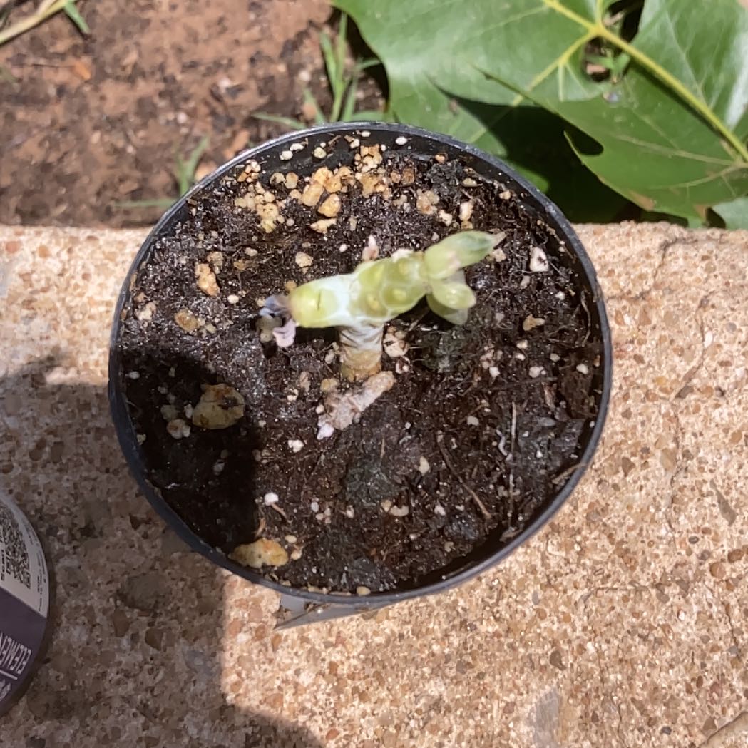 Photo of the plant species Graptosedum Ghosty by @SpicyHabanero named Fernie Mercury on Greg, the plant care app