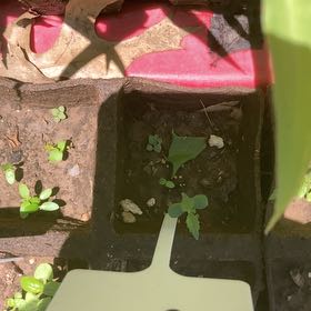 Photo of the plant species Oregano by @SpicyHabanero named Drake on Greg, the plant care app