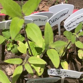 Photo of the plant species Velvet Queen Sunflower by @SpicyHabanero named Harmony on Greg, the plant care app
