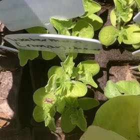 Photo of the plant species Crimson Sweet Watermelon by @SpicyHabanero named Sage on Greg, the plant care app