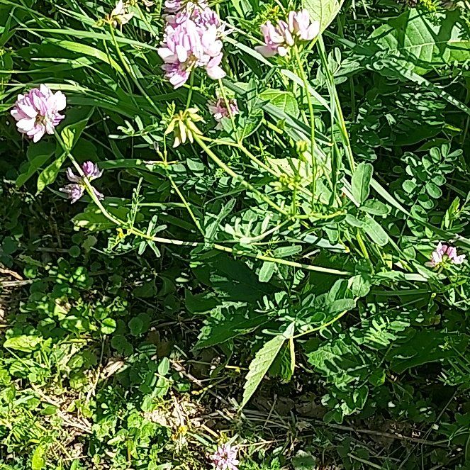 Photo of the plant species Securigera Varia by @LordlyJellypalm named Michelle Branch on Greg, the plant care app