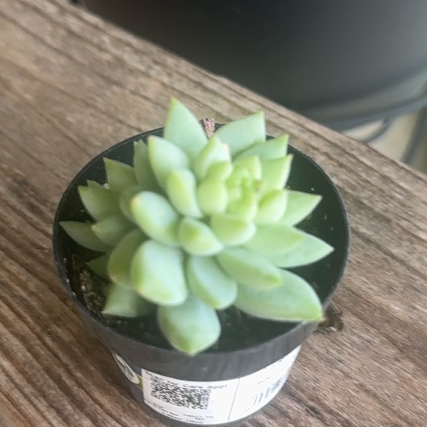 Photo of the plant species SEDEVERIA PERIDOT P by @GrownHoya80 named Rosa on Greg, the plant care app