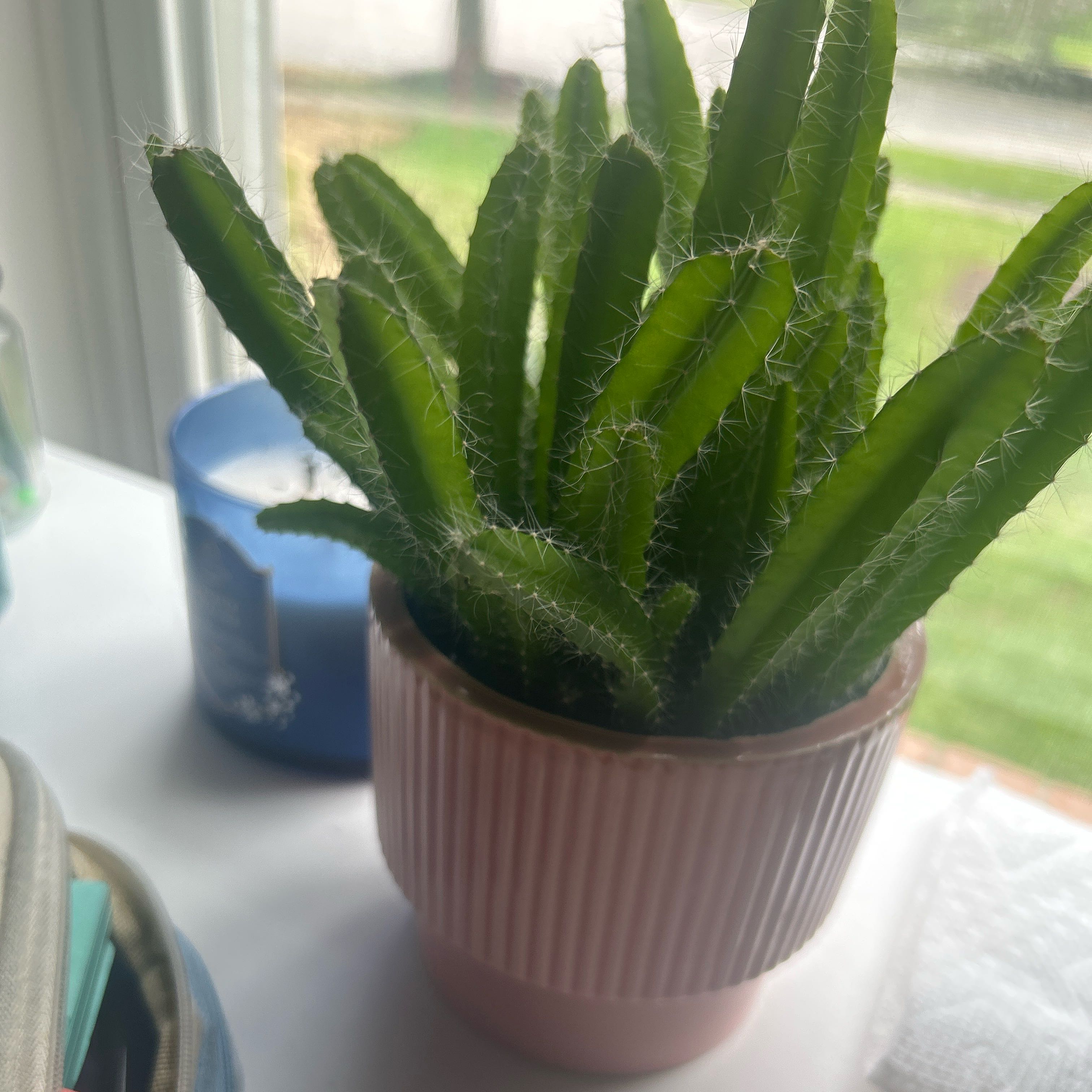 Photo of the plant species dragon fruit cactus by @HumbleKawaka28 named Toothless on Greg, the plant care app
