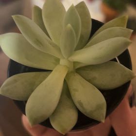 Photo of the plant species Pachyphytum 'Moon Silver' by @HumbleKawaka28 named Pearl on Greg, the plant care app