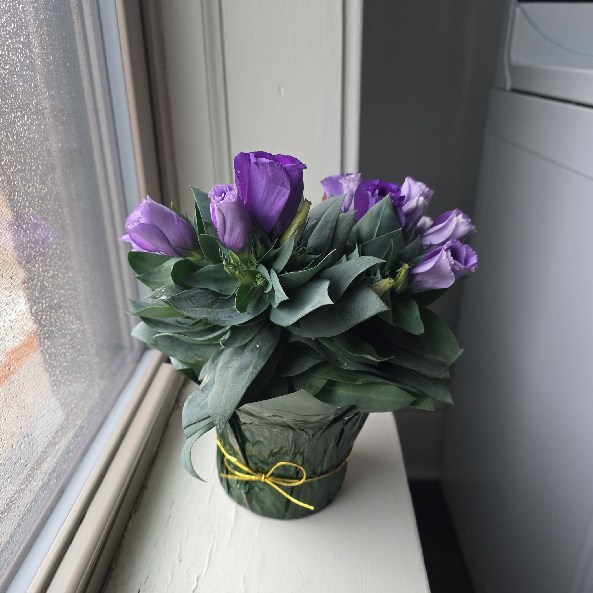 Photo of the plant species Eustoma exaltatum f. exaltatum by @BlueBelle named Belle on Greg, the plant care app